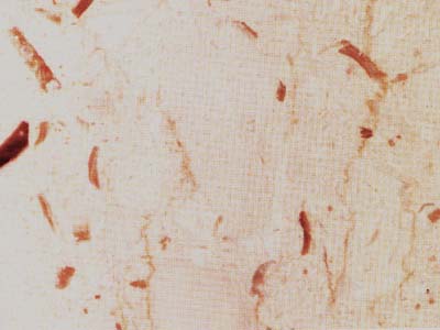 Ambrato – Limestone